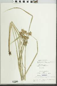 Cyperus esculentus var. leptostachyus image