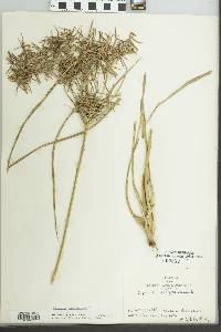 Cyperus esculentus var. leptostachyus image