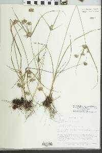 Cyperus grayoides image