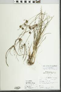 Cyperus grayoides image