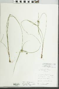 Cyperus grayioides image