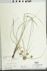 Cyperus grayoides image