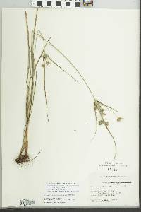 Cyperus grayoides image