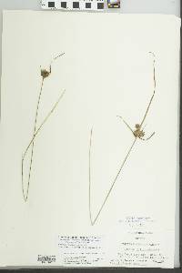Cyperus grayoides image
