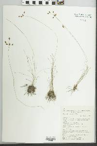 Fimbristylis dichotoma image