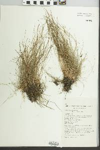 Fimbristylis pauciflora image