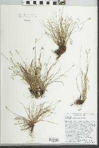 Fimbristylis schoenoides image