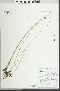 Image of Fuirena scirpoidea