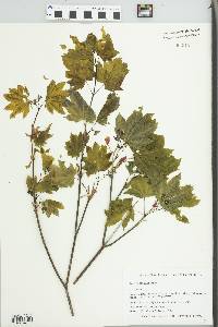 Acer circinatum image