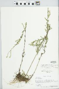 Symphyotrichum ericoides image