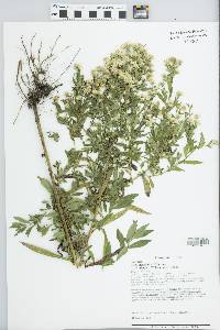 Symphyotrichum lanceolatum var. lanceolatum image