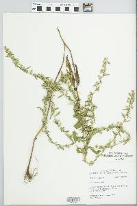 Symphyotrichum lanceolatum var. lanceolatum image