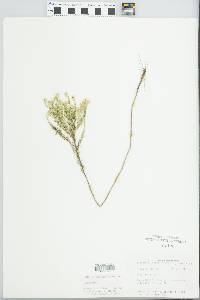 Symphyotrichum ericoides image