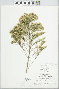 Symphyotrichum ericoides image