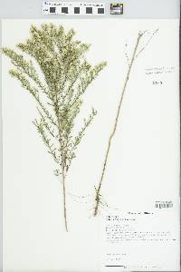 Symphyotrichum ericoides image