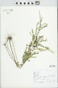 Symphyotrichum ericoides image