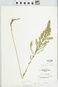 Symphyotrichum ericoides image