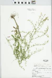 Symphyotrichum racemosum image