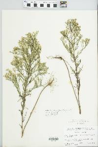 Aster parviceps image