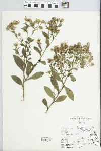 Aster elliottii image