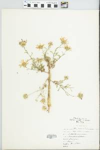 Machaeranthera canescens var. canescens image