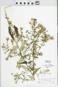 Aster curtisii image