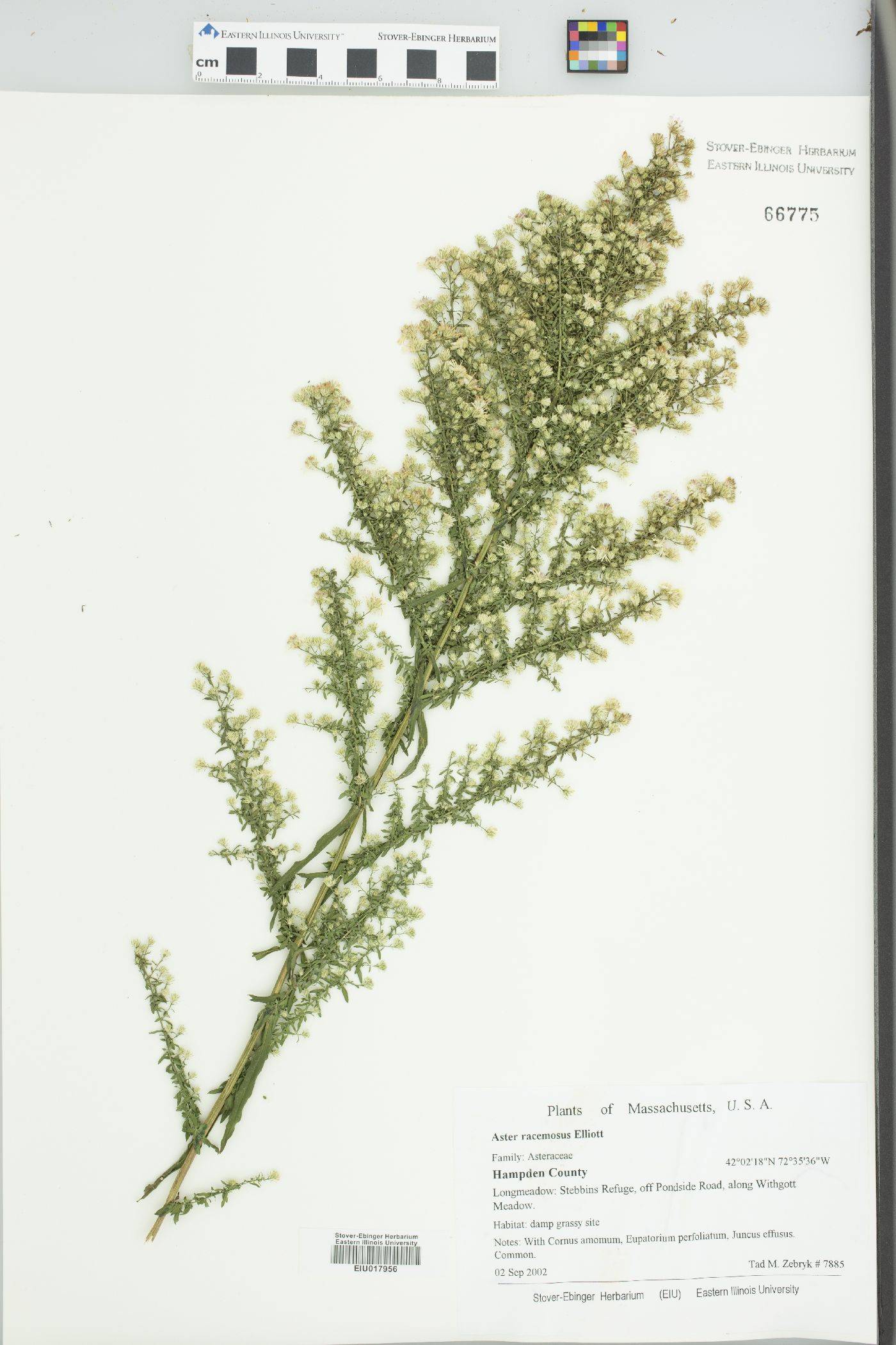Aster racemosus image