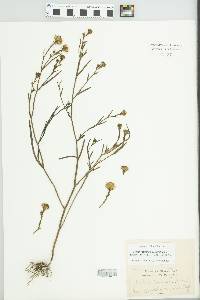 Symphyotrichum tenuifolium image