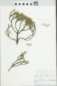 Strumpfia maritima image