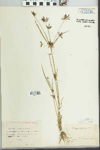 Cyperus schimperianus image