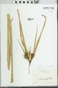 Cyperus ustulatus image