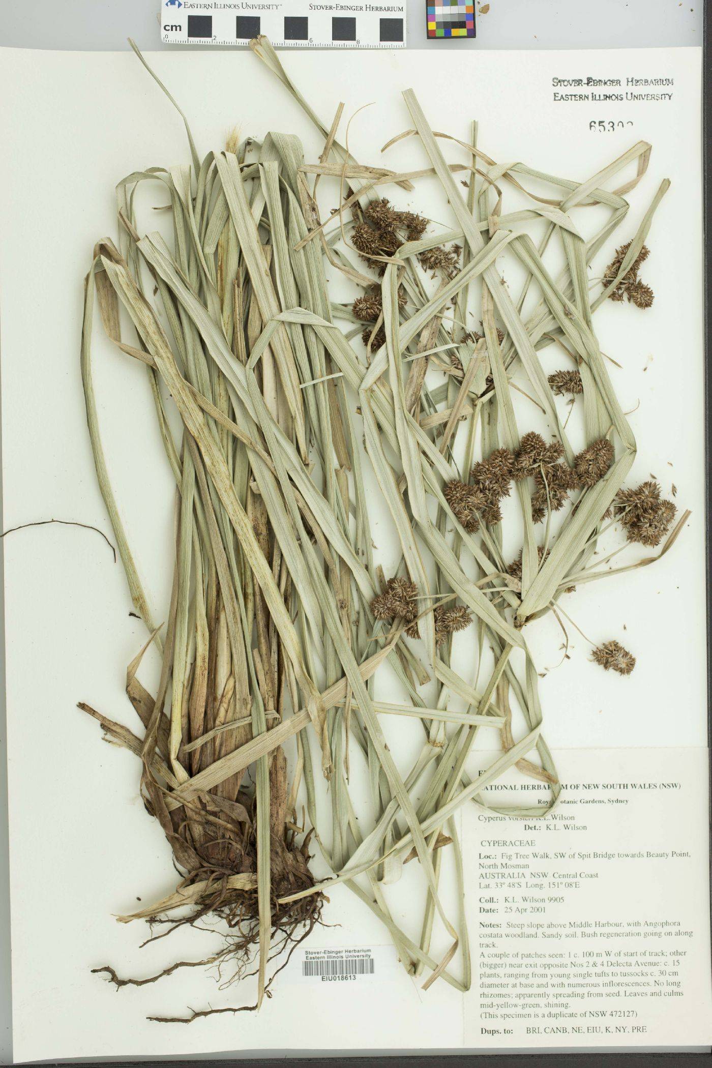 Cyperus vorsteri image