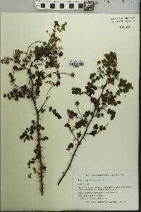 Rosa spinosissima image