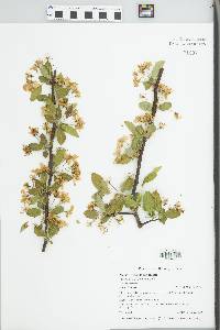 Malus floribunda image