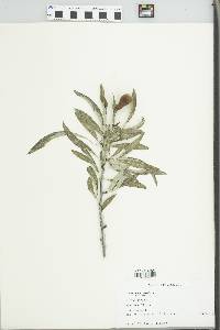 Pyrus salicifolia image