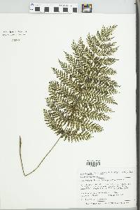 Leptopteris hymenophylloides image