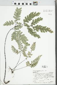 Adiantum cunninghamii image