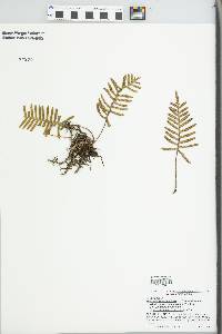 Pleopeltis polypodioides image