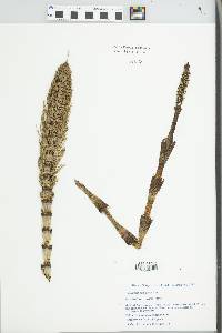 Equisetum telmateia image