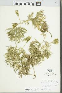 Lycopodium flabelliforme var. ambiguum image