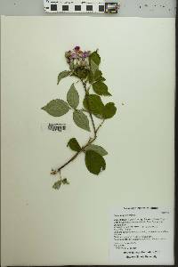 Rosa setigera image