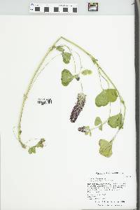 Trifolium incarnatum image