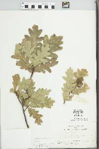 Quercus robur image