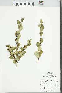 Betula pumila image