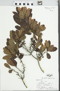 Myrica pensylvanica image