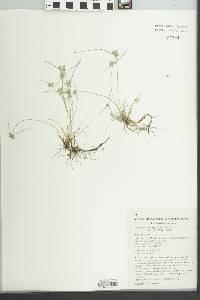 Fimbristylis pauciflora image