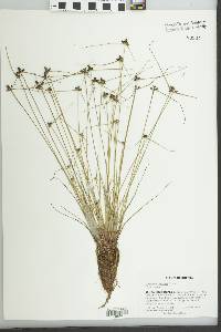 Cyperus lipomexicanus image