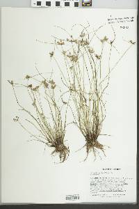 Cyperus neotropicalis image