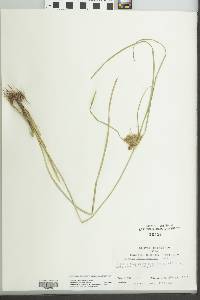 Cyperus pseudovegetus image