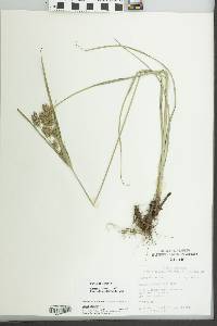 Cyperus schweinitzii image